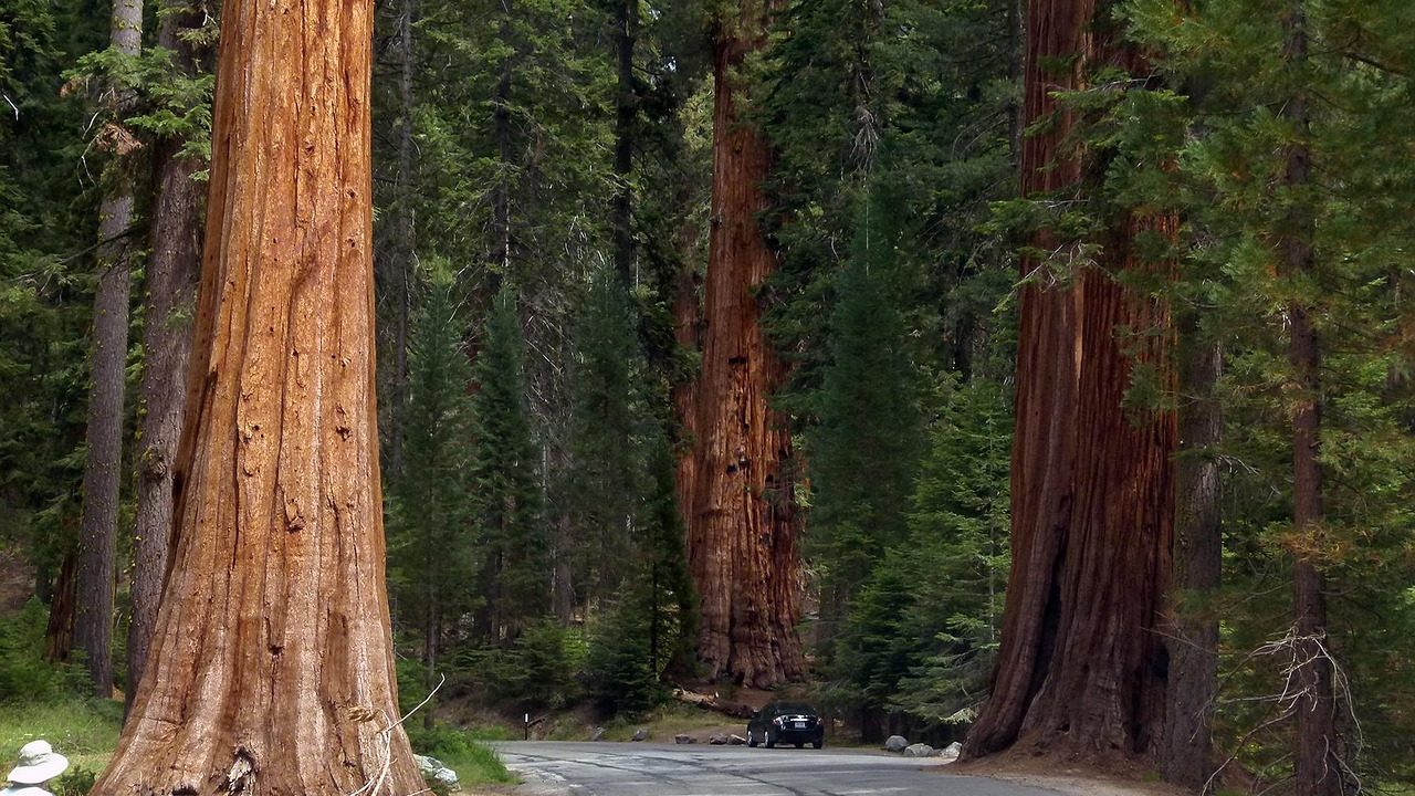 Looking up through towering redwood or sequoia trunks toward a green forest canopy.