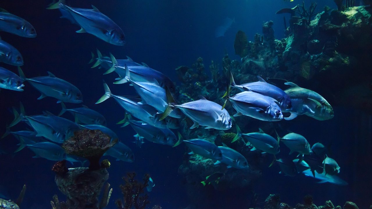Colorful coral formations and tropical fish fill a shallow tropical reef.