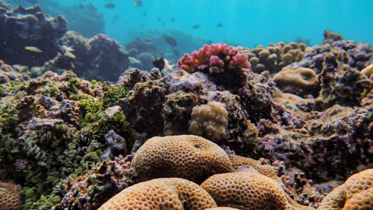 Colorful coral formations beneath clear blue ocean water with small fish swimming nearby.