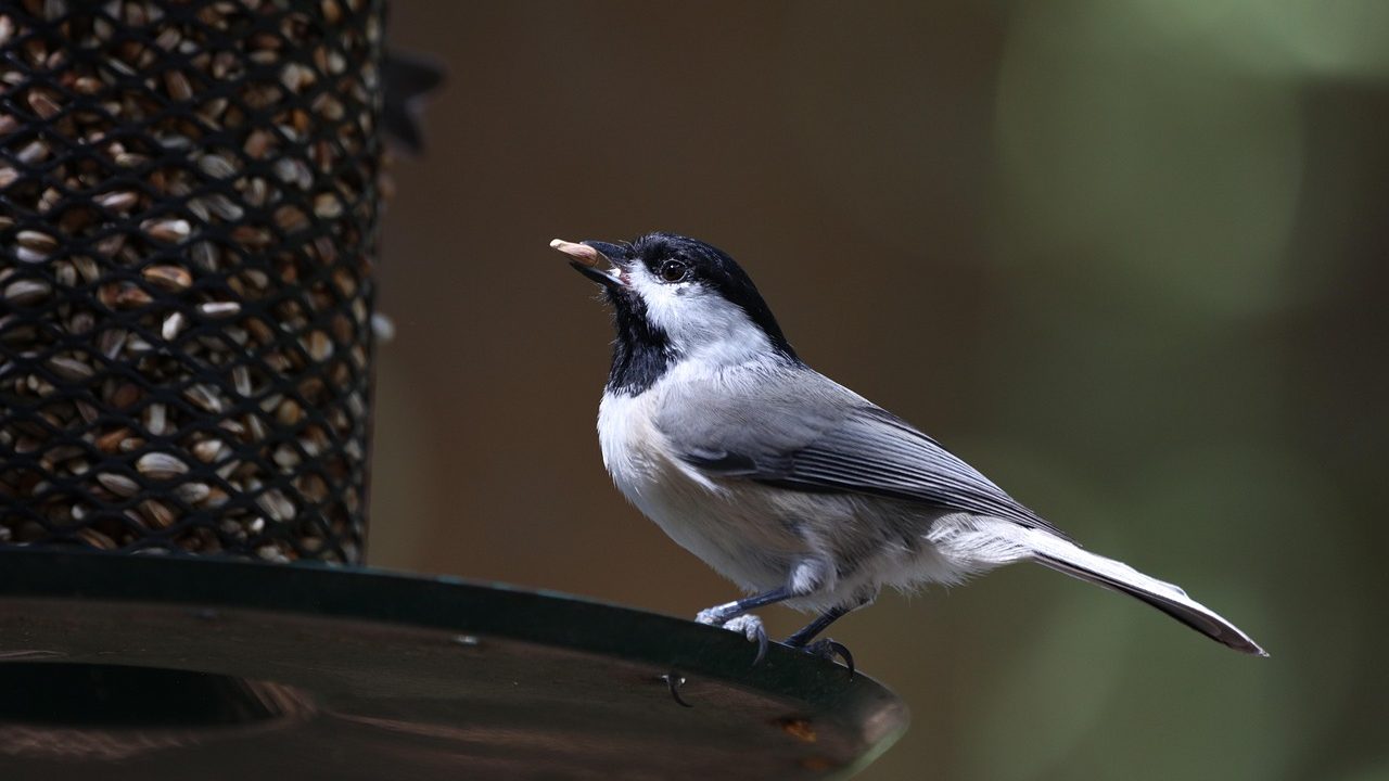 A small songbird perched on a wooden backyard bird feeder surrounded by greenery.