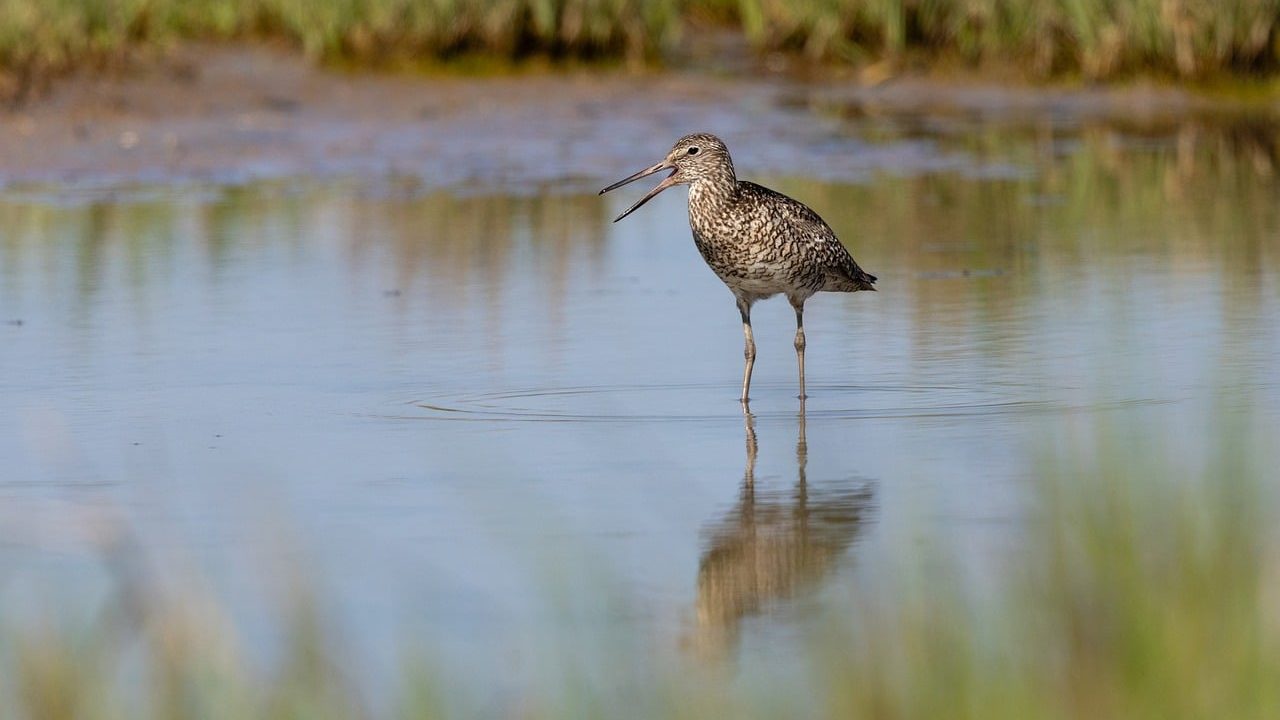 A wide marsh landscape with tall reeds, still water, and birds in the distance.