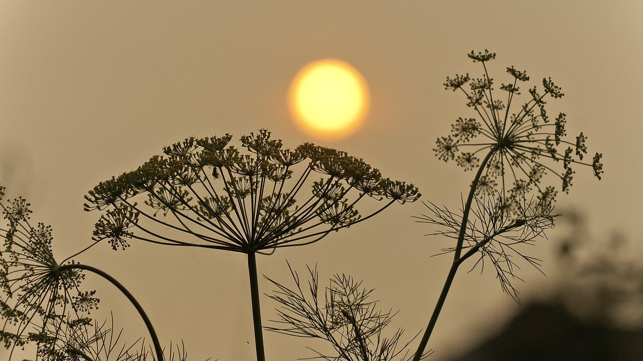 Thick orange smoke billowing over a dry hillside during a wildfire evacuation.