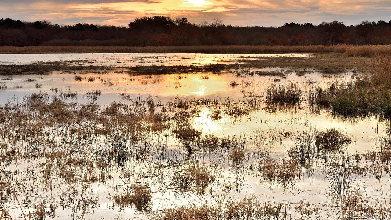 Tall reeds and grasses fringe a calm wetland marsh under an overcast sky.