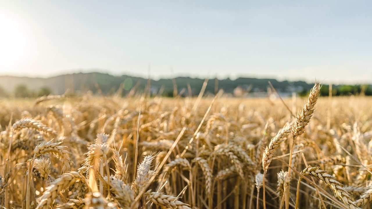 Golden wheat stalks ready for harvest stretching across a wide flat field.